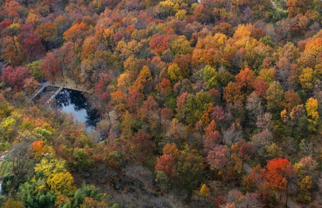 乘著(zhù)公交去旅行——層林盡染，遇見(jiàn)港城醉美楓葉季